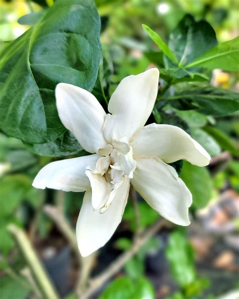 tahitian gardenia.